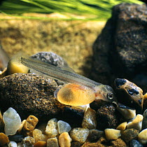 Brown trout {Salmo trutta} one-week-old alevin on river gravel, captive, from Europe, life cycle sequence 8/14