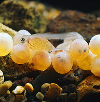 Brown trout {Salmo trutta}  newly hatched alevins and eggs ready to hatch, captive, from Europe, life cycle sequence 6/14