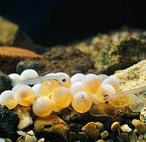 Brown trout {Salmo trutta}  newly hatched alevins and eggs ready to hatch, captive, from Europe, life cycle sequence 5/14