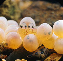 Brown trout {Salmo trutta} newly hatched alevins and eggs ready to hatch, captive, from Europe, life cycle sequence 4/14