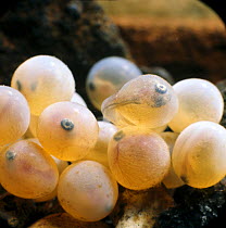 Brown trout {Salmo trutta} alevin hatching from eggs, captive, from Europe, life cycle sequence 3/14