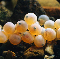 Brown trout {Salmo trutta} eggs ready to hatch, eyes and yolk-sacs visible, captive, from Europe, life cycle sequence 2/14