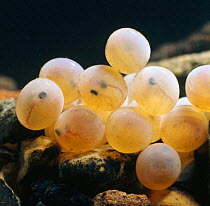 Brown trout {Salmo trutta} eggs with eyes visible, ten days from hatching, captive, from Europe, life cycle sequence 1/14