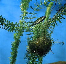 Ten-spined stickleback {Pungitius pungitius} male guarding his nest, captive, from Europe