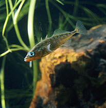 Three spined stickleback {Gasterosteus aculeatus} male displaying at rival male with spines raised, captive, from Europe