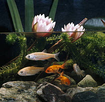 Ide / Golden orfe {Leuciscus idus} and Goldfish {Carassius auratus} in pond with Waterlilies, captive, from Europe