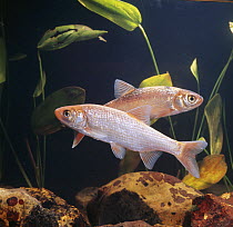 Two Ide / Golden orfe {Leuciscus idus} captive, from Europe