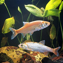Two Ide / Golden orfe {Leuciscus idus} captive, from Europe