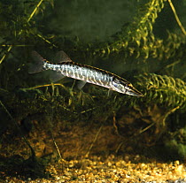 Pike {Esox lucius} amongst aquatic weed, captive, from Europe