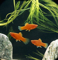 Red platy fish {Xiphophorus maculatus} captive, from Central america