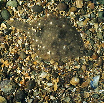 Plaice {Pleuronectes platessa} camouflaged on seabed, captive, from North Atlantic