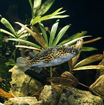 Pufferfish {Tetraodon palembangensis} captive, from Indo-Pacific