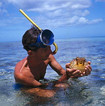 Snorkeler holding inflated Pufferfish {Chilomycterus schoeffi} Caribbean