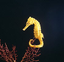 Spotted seahorse {Hippocampus kuda} on gorgonian coral, captive, from Indo-Pacific