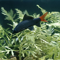 Red tailed black shark {Labeo bicolor} captive, from Thailand