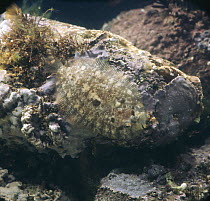 Topknot {Zeugopterus punctatus} camouflaged on rocks covered in algae, showing left side with eyes on it, captive, from northern Europe