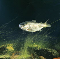 Rainbow trout {Salmo gairdneri} captive, from Europe