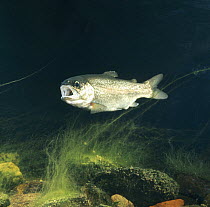 Rainbow trout {Salmo gairdneri} with mouth open, captive, from Europe