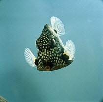 Smooth trunkfish {Lactophrys triqueter} captive, from Caribbean