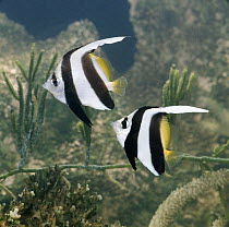 Longfin bannerfish / Wimplefish / Pennant coralfish {Heniochus acuminatus} captive, from Indo-Pacific