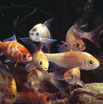 Collection of golden fish - Golden orfe / Ide {Leuciscus idus}, Golden tench,  Golden rudd {Scardinius sp}, Golden carp {Carassius sp} and Goldfish {Carssius auratus}, captive