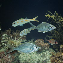 Caribbean fish - Goatfish {Mullidae}, Gray mojarra {Gerreidae}, Smallmouth grunt {Haemulon sp}, Squirrelfish {Holocentridae}, Gill's mojarra {Gerreidae}, captive, from Caribbean