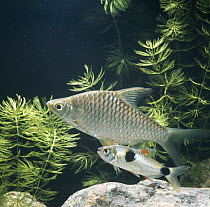 Bucktooth tetra / Rainbow characin {Exodon paradoxus} in territorial dispute with larger Yellow finned barb {Barbus sp}, captive