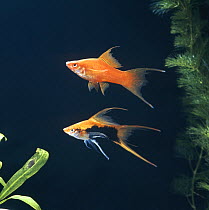 Swordtail {Xiphophorus helleri} male Tuxedo lyre-tail (below) and female Red lyre-tail (above), captive, from Central America