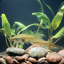 Green Swordtail {Xiphophorus helleri} male and female (with swollen belly), captive, from Central America