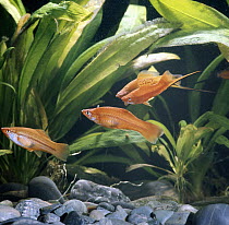 Red swordtail {Xiphophorus helleri} males sparring, swimming backwards at each other with bodies arched and tails displayed, females in the foreground, captive, from Central America