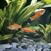 Red swordtail {Xiphophorus helleri} male chasing female, captive, from Central America