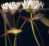 Swordtail {Xiphophorus helleri} Green 'Sunset' female feeding on mosquito larvae with 'Sunset' male below, captive, from Central America