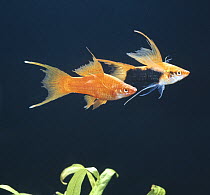 Swordtail {Xiphophorus helleri} male Tuxedo lyre-tail displaying to female Red lyre-tail in foreground, captive, from Central America