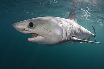 Porbeagle shark (Lamna nasus) captive, Nova Scotia, Canada, image digitally manipulated