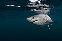 Porbeagle shark (Lamna nasus) captive, Nova Scotia, Canada, image digitally manipulated