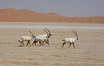 Arabian oryx {Oryx leucoryx} four, some with satellite transmitter collar, being released into the wild after captivity, Abu Dhabi