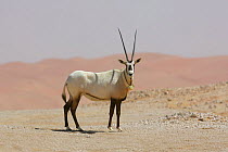 Arabian oryx {Oryx leucoryx} with satelite transmitter collar, being released into the wild after captivity, Abu Dhabi