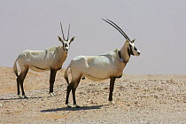 Arabian oryx {Oryx leucoryx} two, one with satelite transmitter collar, being released into the wild after captivity, Abu Dhabi