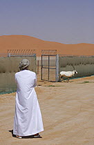Arabian oryx {Oryx leucoryx} His Highness General Sheikh Mohammed bin Zayed Al Nahyan, Crown Prince of Abu Dhabi, watching the release of Arabian Oryx with satellite transmitter into the wild, Abu Dha...