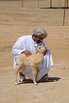 Arabian oryx {Oryx leucoryx} His Highness General Sheikh Mohammed bin Zayed Al Nahyan, Crown Prince of Abu Dhabi, holding a calf before releasing it into the wild after captivity, Abu Dhabi