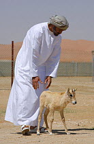 Arabian oryx {Oryx leucoryx} His Highness General Sheikh Mohammed bin Zayed Al Nahyan, Crown Prince of Abu Dhabi, with a calf before releasing it into the wild after captivity, Abu Dhabi