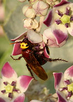 Beetle wasp {Scolia sp} feeding on flower of Sodom's apple {Calotropis procera}, Al Haiyir, UAE