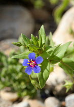 Blue pimpernel {Anagallis arvensis} in flower, Ras Al Khaimah, UAE