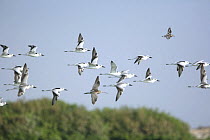 Crab plovers {Dromas ardeola} flock in flight, Barr Al Hikman, Oman