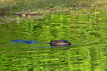 Eurasian beaver {Castor fiber} swimming in lake, Poland