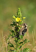 Lesser spotted woodpecker {Picoides / Dendrocopos minor} feeding in Evening primrose flower, Poland