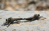 Robber fly {Asilidae} pair mating, Oman