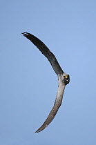 Sooty falcon {Falco concolor} turning in flight and calling, Ras as Sawadi, Oman.