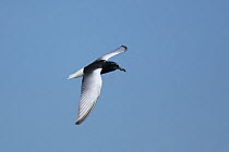 White winged tern {Chlidonias leucoptera} / White winged black tern, in flight, with food, Biebrza Marshes, Poland