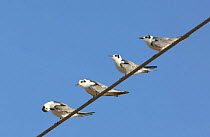 White winged tern {Chlidonias leucoptera} / White winged black tern, four perched on wire, Sohar, Oman